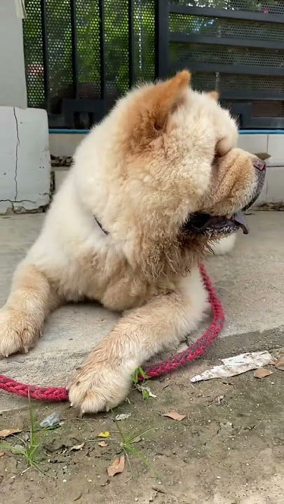 Chow chow boring of flyers #chowchow #husky #dog #dogbehaviour