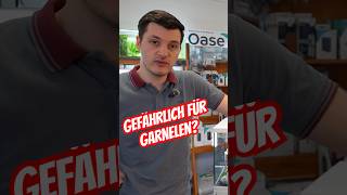 Ist Aquarien-Dünger für Garnelen gefährlich?