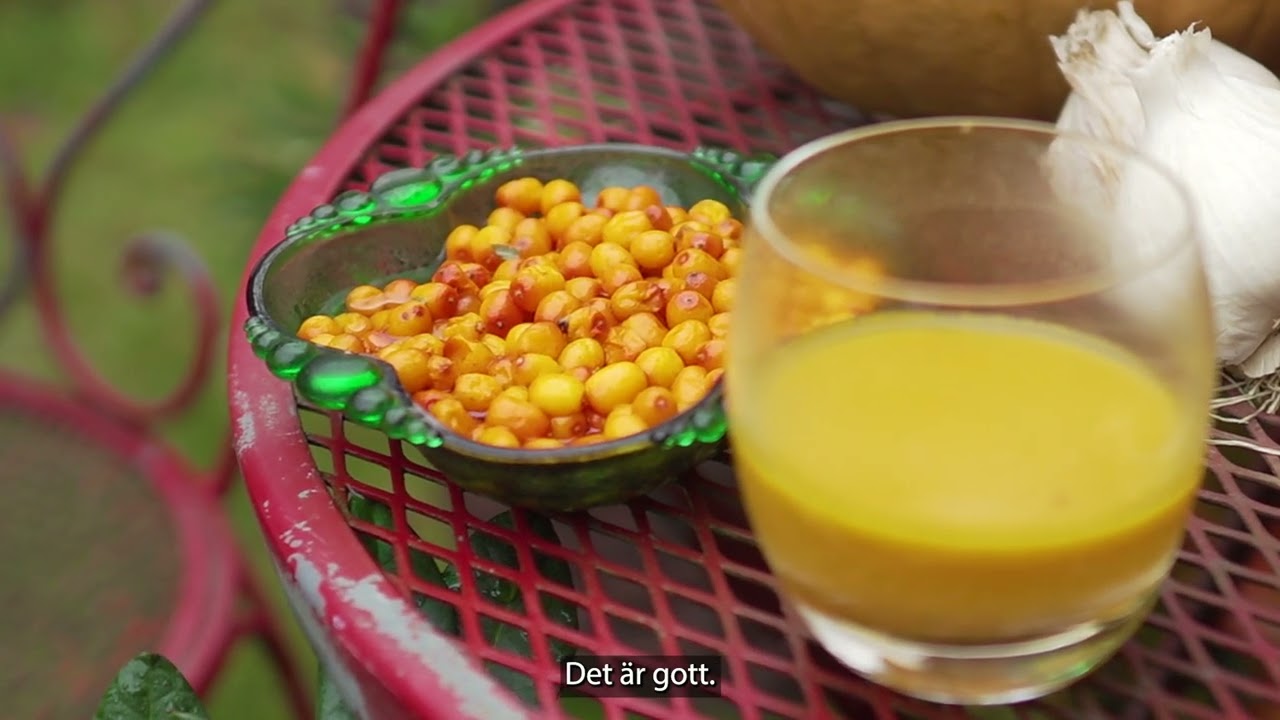 Skötsel och tips om att odla havtorn