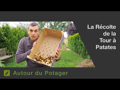 Vidéo: Les pommes de terre ont produit des feuilles mais pas de récolte - Raisons des faibles rendements de pommes de terre