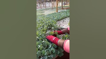 Harvesting cabbage seedlings for a client about nursery in Harare