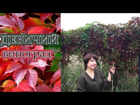 КАК ЛЕГКО ДЕВИЧИЙ ВИНОГРАД ПОМОЖЕТ ЗАДЕКОРИРОВАТЬ все!