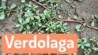 La Verdolaga (Portulaca Oleracea) Como Planta Bioindicadora Del Suelo
