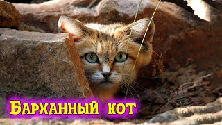 Кот который не пьет воду и ест ядовитых змей. Барханный кот. Кот не оставляющий следов.