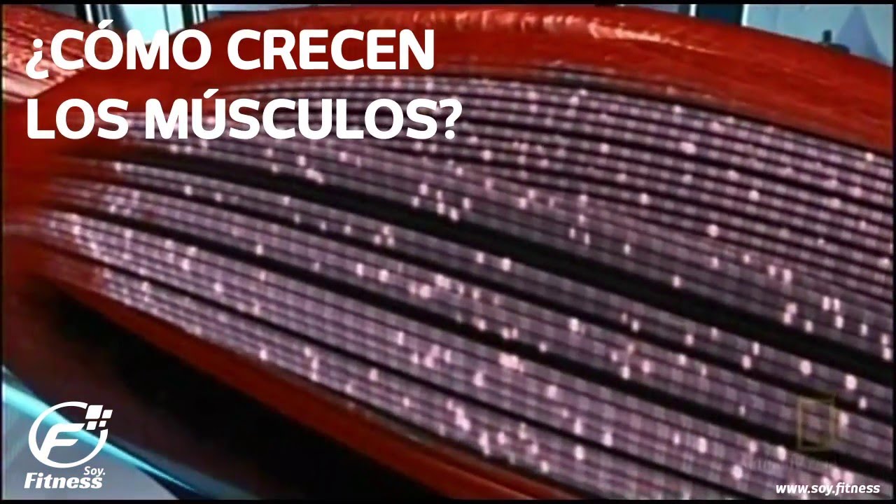 ¿Cómo crecen los músculos?
