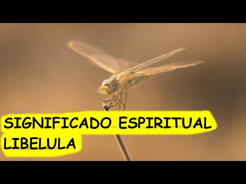 LIBELULA SIGNIFICADO espiritual,