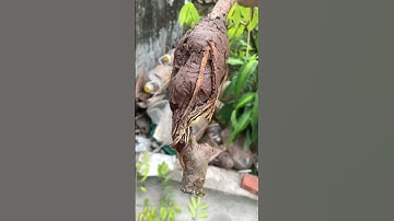 chiết cành cóc thái ra rễ