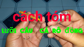 Cách Tóm Lưỡi Câu Cá Rô Đồng Rất Chắc Chắn | Phao Bắp Câu Cá