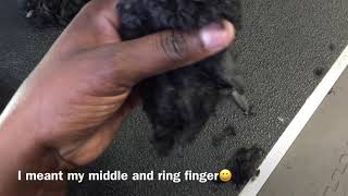How to do CLEAN FEET on dogs by General Pet Grooming 4,202 views 5 years ago 7 minutes, 32 seconds