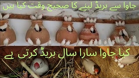 Fawn Java Sparrow Breeding Best Time || Java Finch Breeding Season || Java Breeding Setup