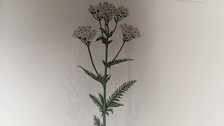 Тысячелистник. Schafgarbe.  Lat.: Achillea millefollum.  Мария Требен.