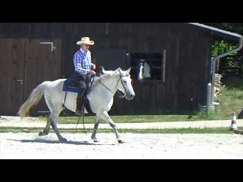 Velvet's Moontracker placed 2nd in Western Horsemanship LK 1