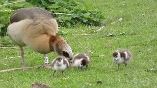 Eyqptian goose with 3 Chicks / Nilgans mit 3 Küken Heidelberg - Neckarwiese