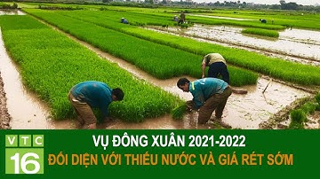 Vụ Đông Xuân 2021-2022 đối diện với thiếu nước và giá rét sớm | VTC16