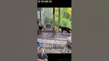 Chú sóc nhỏ bị mèo bắt được cô gái cứu kịp thời. #shortvideo #shorts  #thegioidongvat.