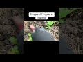 Treasure??? #shorts #metaldetecting #viral #metaldetectinguk #treasurehunting