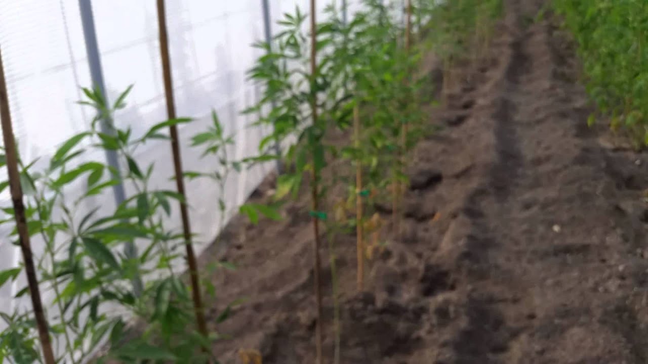 Rabbit and pest eating my cannabis in Veg YouTube