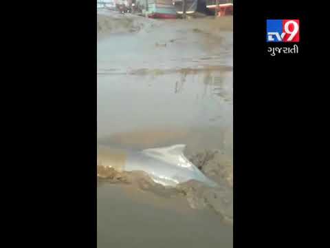 Dolphin stuck in mud rescued from Auranga river, Valsad - Tv9