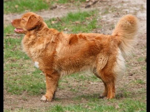 Video: Nova Scotia Duck Tolling Retriever Raza De Perro Hipoalergénico, Salud Y Vida útil