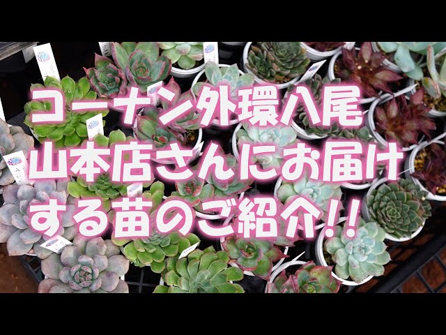 Succulent plants] Introducing the seedlings to be delivered to