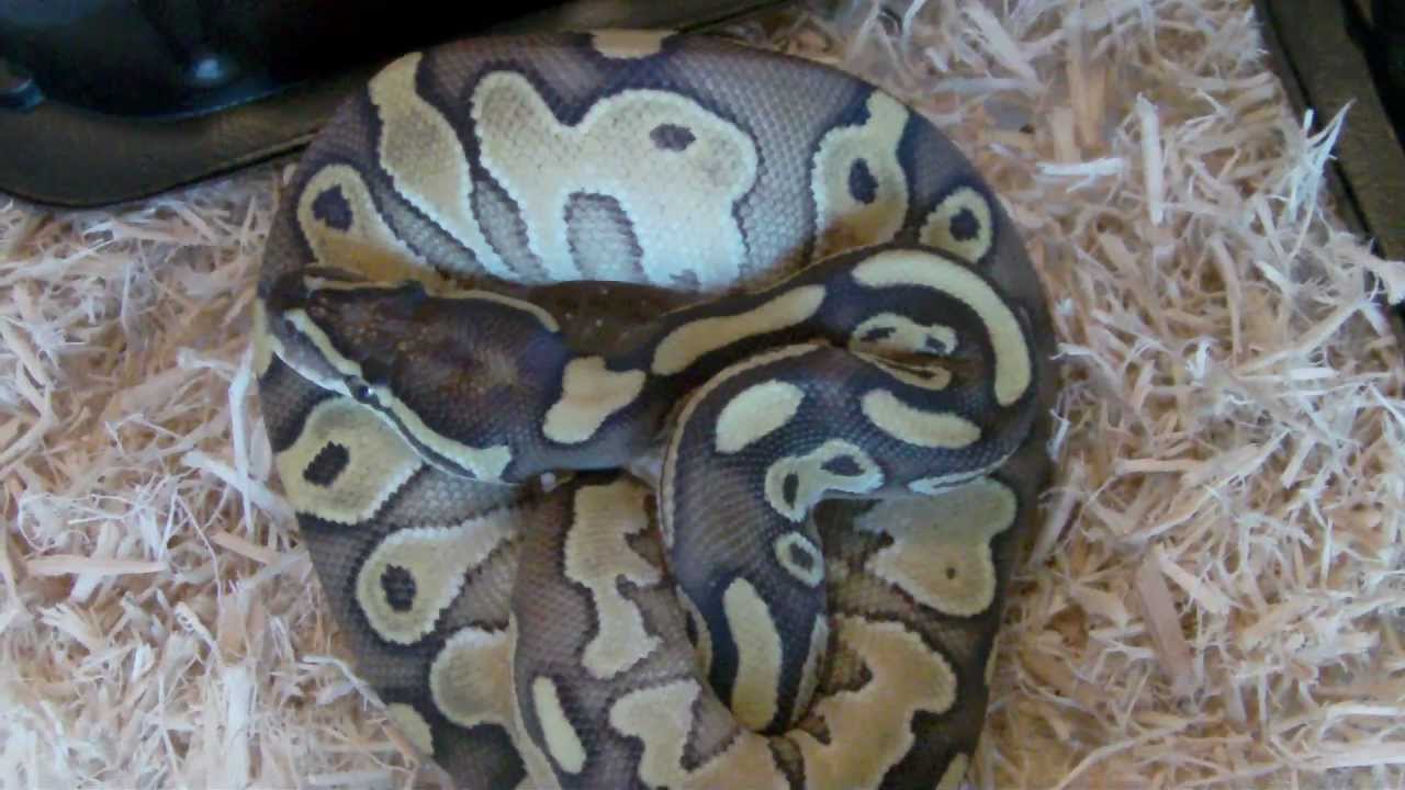 camera iphone 8 plus apk Lesser royal python and setup