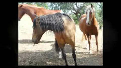 SANDY & BARRY NATHAN'S RANCHO VILASA 1