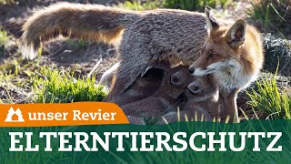 Elterntierschutz beim Raubwild | Weidgerechte Jagd auf Fuchs, Waschbär & Dachs | unser Revier | #66