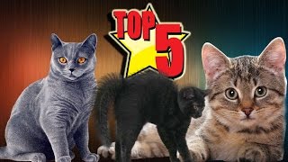 Top 5 Biggest Domestic Cats Which Look Like Giant Cats.