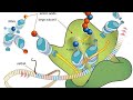 Hüceyrənin biokimyası.Zülalların biosintezi (protein sintezi)