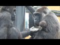 (2019/7)ゲンタロウとキンタロウ 2⭐️ゴリラ【京都市動物園】Gorilla brothers gentaro & kintaro 2