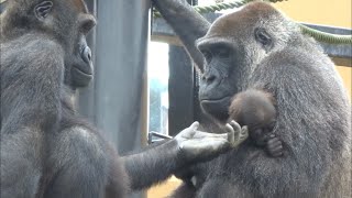 (2019/7)ゲンタロウとキンタロウ 2⭐ゴリラ【京都市動物園】Gorilla brothers gentaro & kintaro 2
