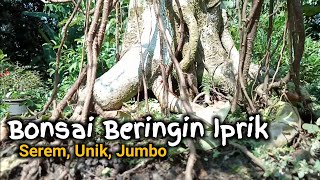 Bonsai Beringin Iprik Pucuk Merah (Ficus Retusa Bonsai)