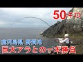 クエ【アラ】 鹿児島県 野間池 沖ヶ瀬での50キロ巨大アラとの格闘‼　“50kg Monster Kue Fight—Nomai Bay, Japan”