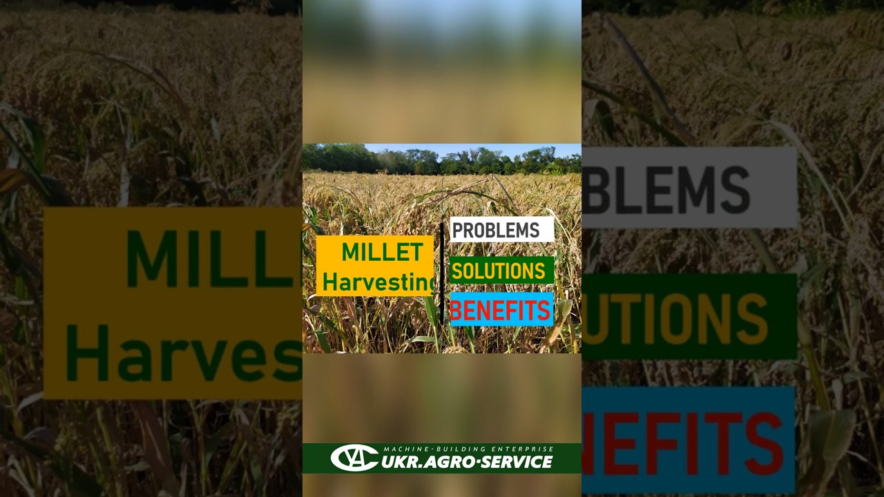 Уборка просо: Проблемы – Решения – Выгоды [Очесывающая жатка "Славянка УАС"]