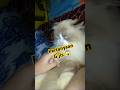 Dollar lg diwawancara 😱 #viralvideo #cat #funny