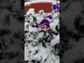 🌸🌺Кусочек лета в снегу