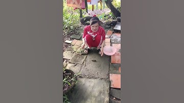 Cắm câu cá lóc mùa nước nổi tập 14 #xuhuong