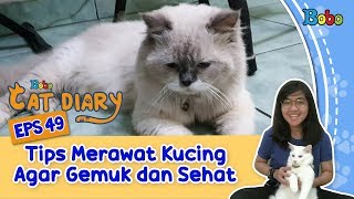 Kucing Lucu - Tips Merawat Kucing Agar Gemuk dan Sehat - Bobo Cat Diary Eps 49