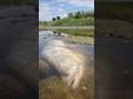 Amazing Big Stuck Chitol Fish Fishing in the River #bigchitol #bigfish #giantfish