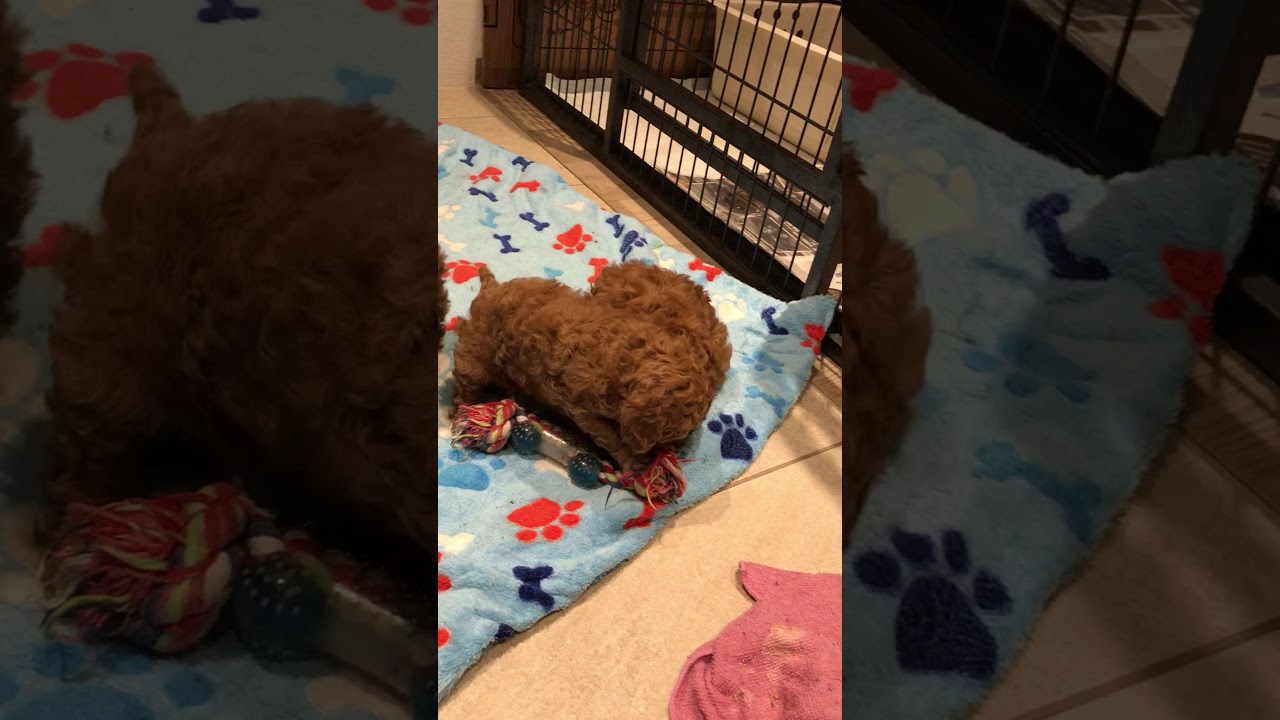 Lefariis hvalpe 21-3-2020