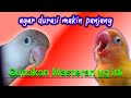 masteran LOVEBIRD || agar durasi ngekek makin PANJANG