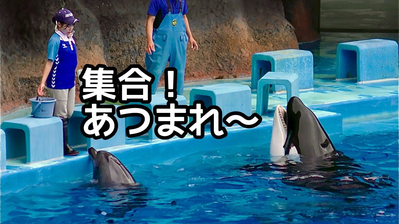 シャチのリンちゃん イルカたちとトレーニングです【名古屋港水族館