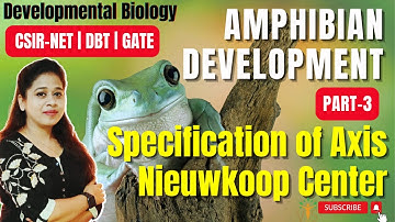 Amphibian Development (Part 3) | Nieuwkoop Center  | Role of Wnt β catenin GSK-3 in  Axis formation