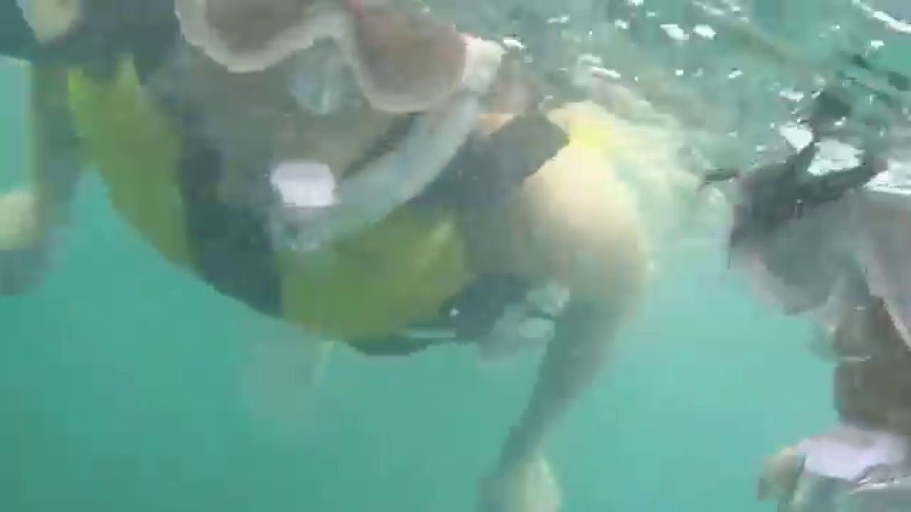 千葉 館山 沖ノ島の体験ダイビング スノーケリング シュノーケリング なら沖ノ島ダイビングサービスマリンスノー