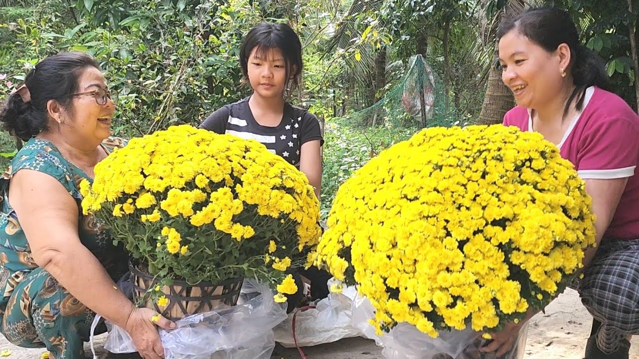 Cúc Mâm Xôi Chuẩn Bị Trang Trí Những Chậu Hoa Đẹp Quanh Nhà Trong Những Ngày Giáp Tết |BQCM & Family