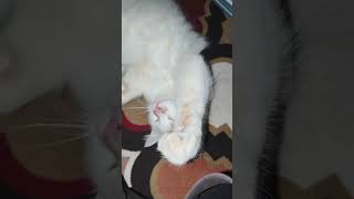 Download Lagu AMIN YA ALLAH 🫸🫷 #kucingtiktok #kucing #kucinglucu MP3 Download Lagu AMIN YA ALLAH 🫸🫷 #kucingtiktok #kucing #kucinglucu MP3