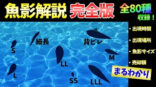 あつ森 全ての魚の魚影を出現条件 時間 場所 や値段と一緒に大公開 シイラの魚影が 特大 は嘘 魚影の種類について解説します 魚図鑑 レア コンプリート Youtube