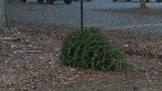 Give your Christmas tree a second life in Thomasville this Saturday
