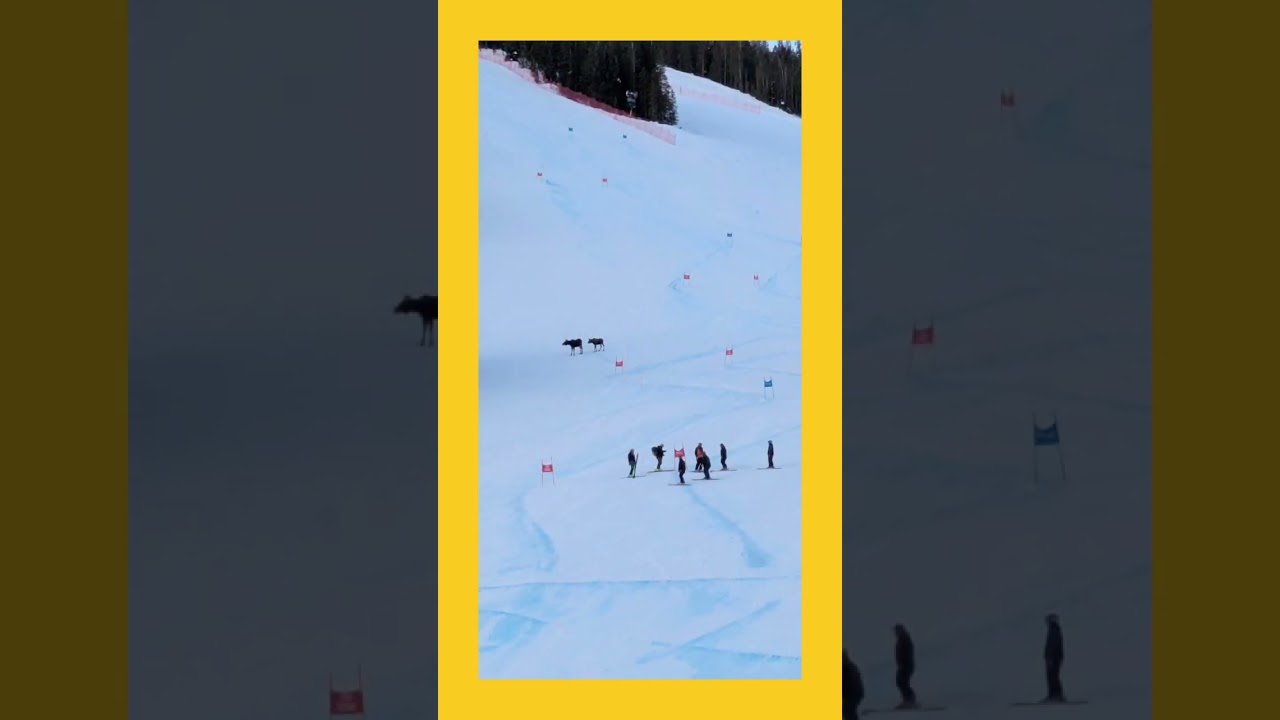 moose on race course