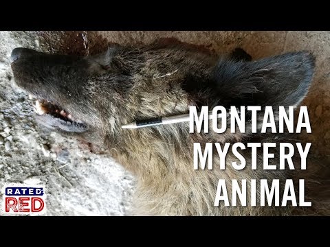 Montana Rancher Kills Mystery Wolf Like Animal Youtube